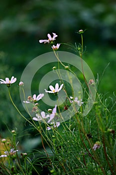 Cosmos flowers