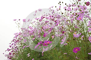 Cosmos flowers