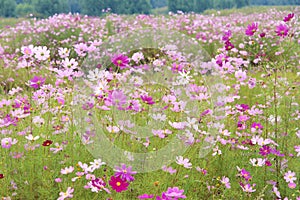 Cosmos flowers
