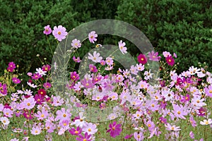 Cosmos flowers