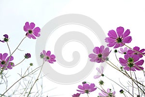 Cosmos flowers