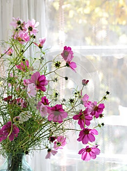 Cosmos flowers