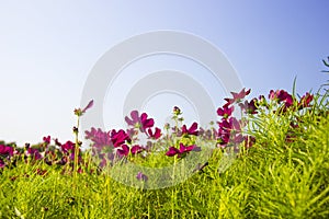 Cosmos flowers photo