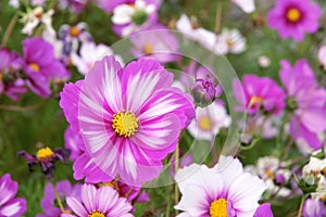 Cosmos flowers