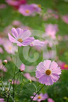 Cosmos flowers