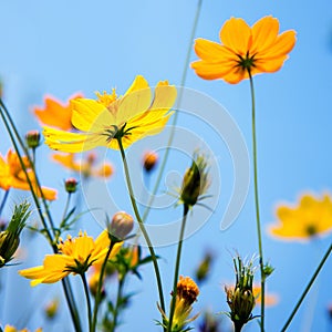 Cosmos flowers