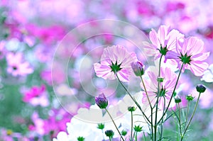 Cosmos flowers, garden, season, beauty in Nature