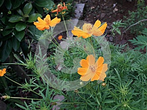 Cosmos flowers bloom in beautiful orange color in the garden at asian