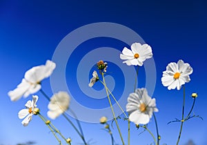 Cosmos flowers bloom with a clear blue sky in the background. Beautiful bright white color blossoms in the garden. Idea for