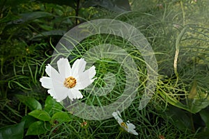 Cosmos flowers blooming