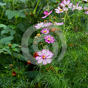 Cosmos flowers blooming in the garden cottage border