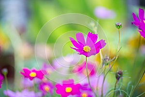 Cosmos flowers blooming in the garden.Pink and red cosmos flowers garden photo