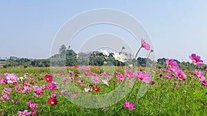 Cosmos flowers blooming with sky in the garden