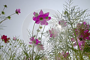 Cosmos flowers are blooming in sunset