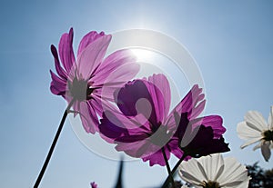 Cosmos flowers in blooming with sunset