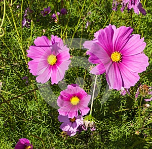 Cosmos flowers in blooming with sunset