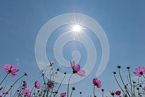 Cosmos flowers on Blue Sky with Sun Backlit