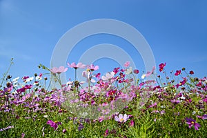 Cosmos flowers with the blue sky