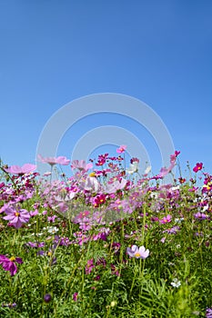 Cosmos flowers with the blue sky