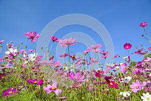 Cosmos flowers with the blue sky