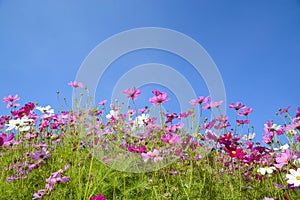 Cosmos flowers with the blue sky