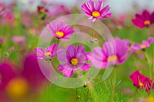 Cosmos flowers