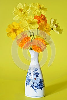 Cosmos flowers in a Chinese vase