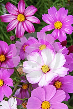 Cosmos flowers