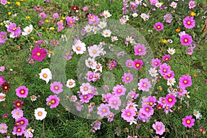 Cosmos flowers