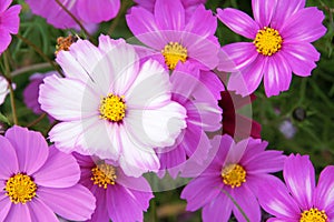 Cosmos flowers