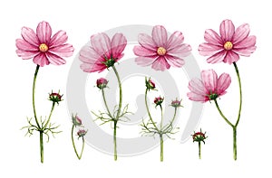 Cosmos flowers collection