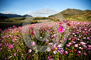 Cosmos flowers colours photo