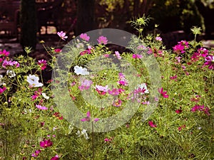 Cosmos flowers congregate in the evening.