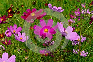 Cosmos flowers Cosmos Bipinnatus blooming in the summer garden