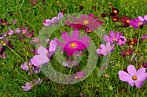 Cosmos flowers Cosmos Bipinnatus blooming in the summer garden