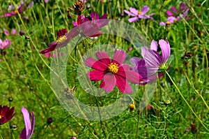 Cosmos flowers Cosmos Bipinnatus blooming in the summer garden