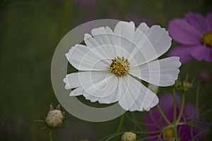 Cosmos Flowers