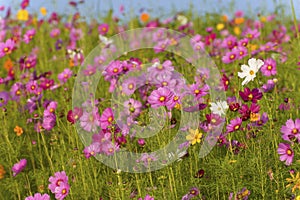 Cosmos flowers field in Boon Rawd Farm