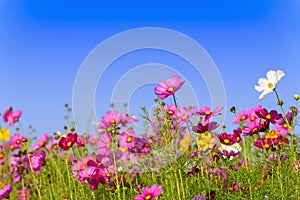 Cosmos flowers field in Boon Rawd Farm