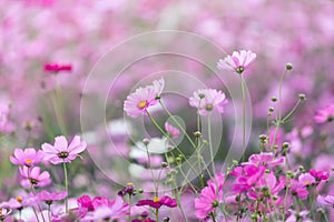 Cosmos flowers field and copy space bright day