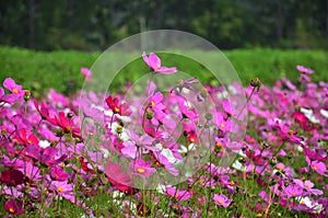 Květiny na venkov thajsko 