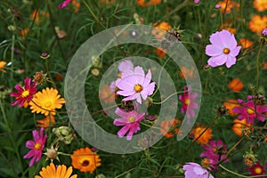 Cosmos Flowers In Field. Meadow With Beautiful Flowers