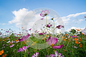 Cosmos flowers in the flower garden and blue sky white clouds