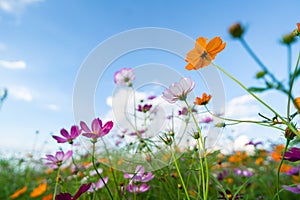 Cosmos flowers in the flower garden and blue sky white clouds