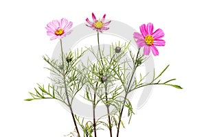 Cosmos flowers and foliage