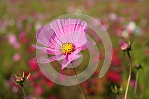 Cosmos flowers in France #4