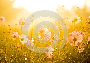 Cosmos flowers in the garden