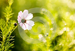 Cosmos flowers in the garden