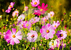 Cosmos flowers in the garden