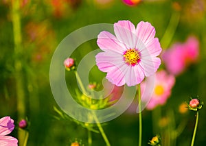 Cosmos flowers in the garden